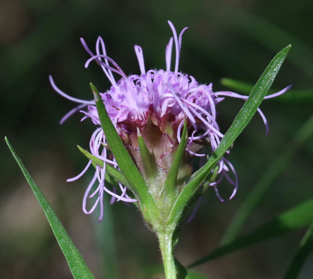 Ouachita blazing star