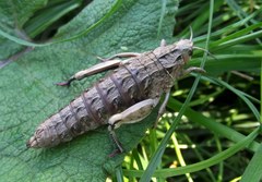 Nocaracris cyanipes
