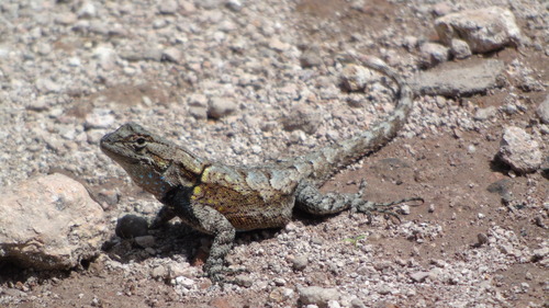 Lemos-Espinal’s Spiny Lizard, Sceloporus lemosespinali