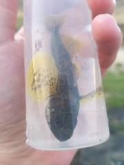 Baikal Yellowfin photo 3