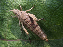 Nocaracris cyanipes