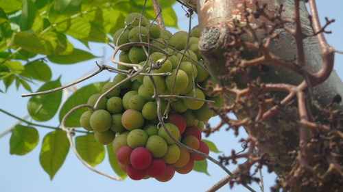 Ampelocissus acapulcensis (Ampelocissus acapulcensis)