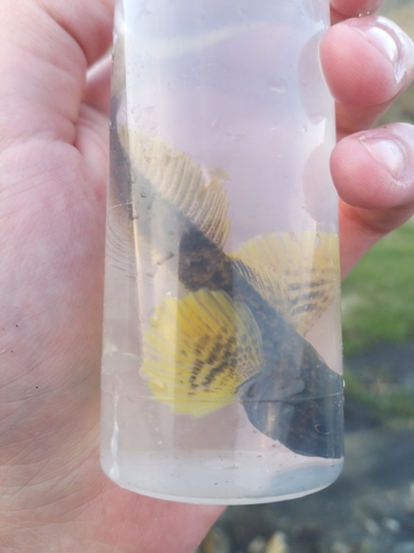 Baikal yellowfin (Cottocomephorus grewingkii) — Cottocomephoridae — 2