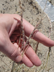 Hilaria rigida