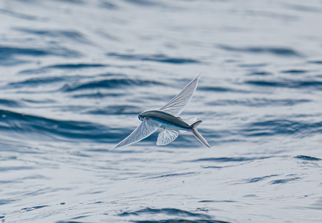 Limpidwing flyingfish (Cheilopogon unicolor) — Exocoetidae