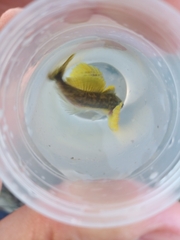 Baikal Yellowfin photo 2
