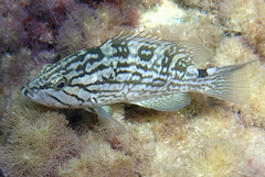Mottled Grouper photo 3
