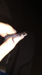 Plethodon metcalfi