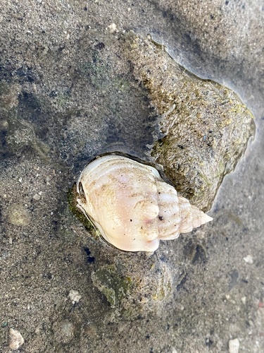 Nassarius arcularius observed 2023-06-06