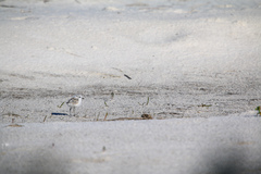 Charadrius marginatus marginatus