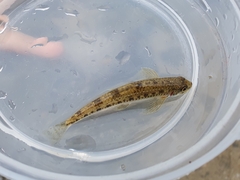 Yalu Small Gudgeon photo 3