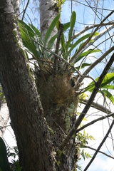 Grammatophyllum scriptum