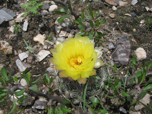 Coryphantha echinoidea