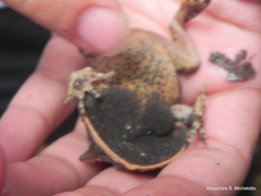 Proceratophrys laticeps