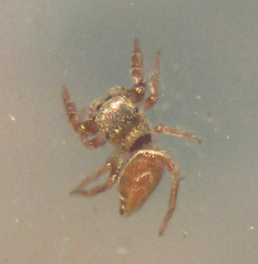 Sassacus vitis