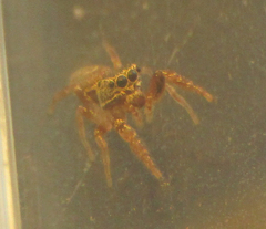 Sassacus vitis
