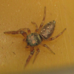 Sassacus vitis