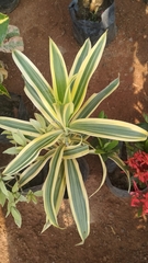 Dracaena reflexa