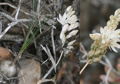 Ornithogalum juncifolium