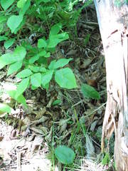 Poa saltuensis