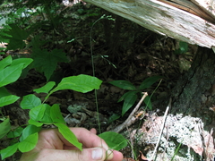 Poa saltuensis
