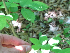 Poa saltuensis
