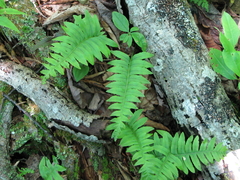Polypodium × incognitum