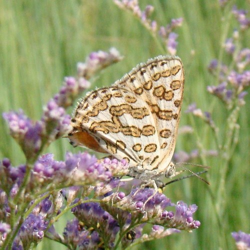 Cigaritis epargyros