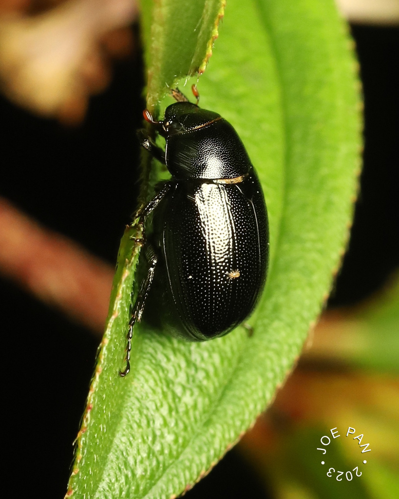 Apogonia expeditionis