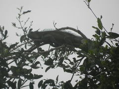 Iguana iguana