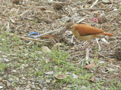 Furnarius leucopus cinnamomeus