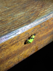 Diabrotica arcuata