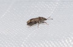 Dilompus robustus