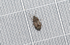 Dilompus robustus