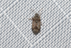 Dilompus robustus