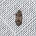 Dilompus robustus - Photo (c) James Bailey, some rights reserved (CC BY-NC), uploaded by James Bailey