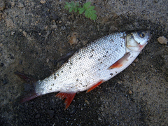 Leuciscus idus