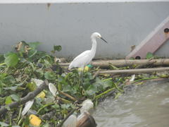 Egretta thula