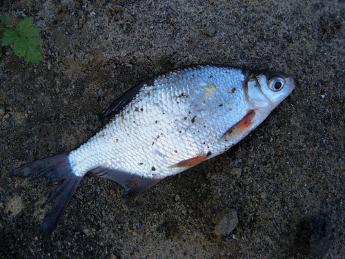 Silver Bream