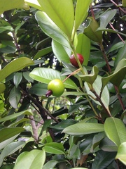 Eugenia brasiliensis