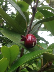 Eugenia brasiliensis