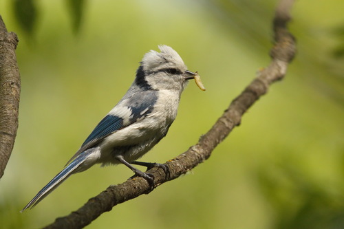 Cyanistes cyanus