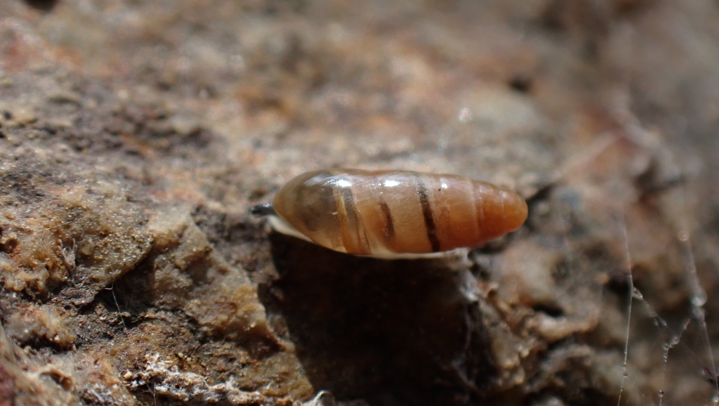 Gomphroa boissii