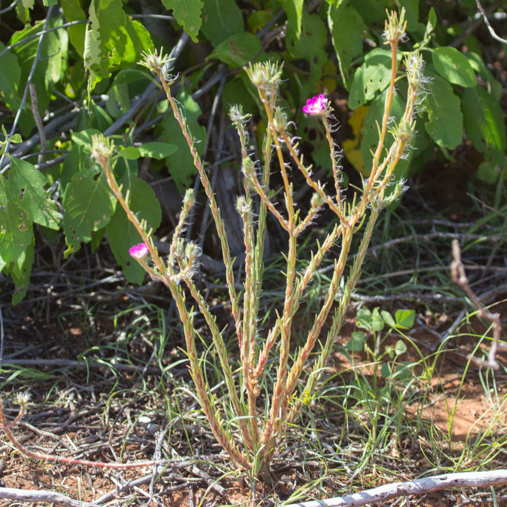 Portulaca elatior