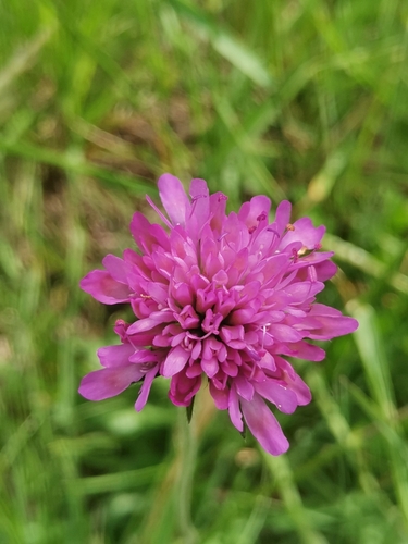 Knautia illyrica (Knautia illyrica)