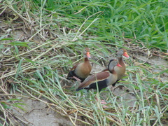 Dendrocygna autumnalis