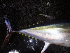 Thunnus obesus