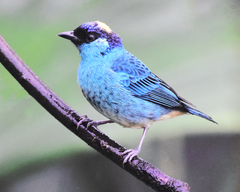 Chalcothraupis ruficervix