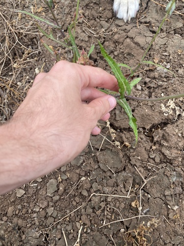 Sonchus asper image