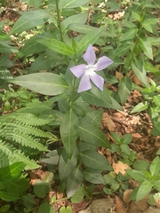 Vinca difformis image